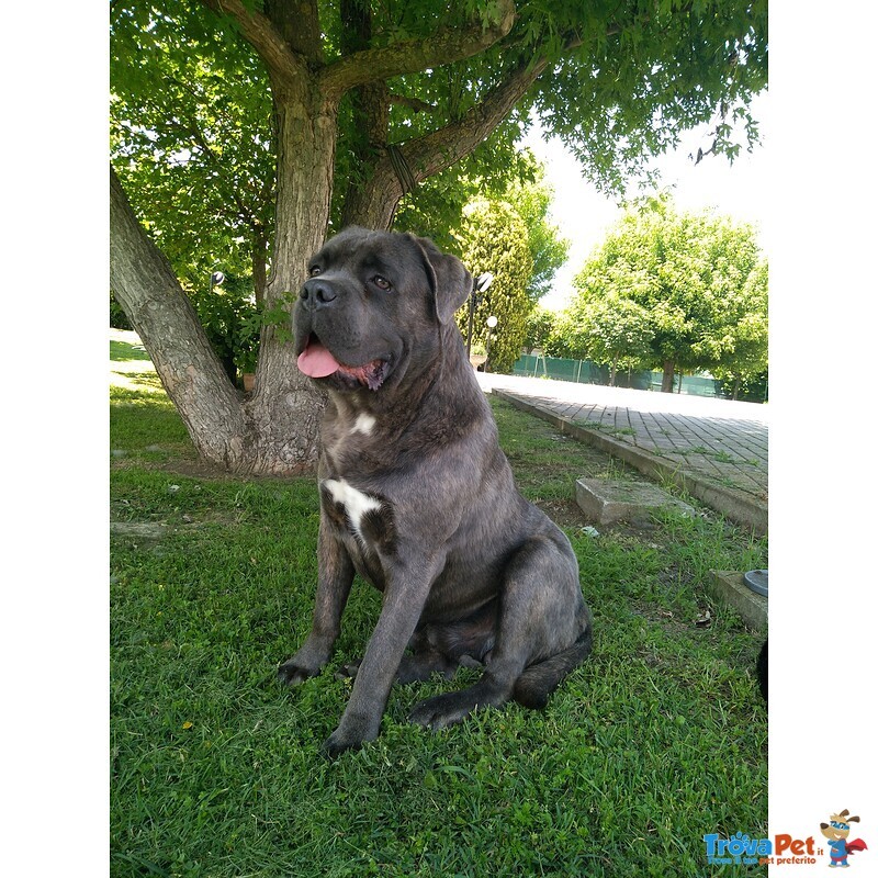 Cane Corso Maschio Disponibile per Accoppiamento - Foto n. 1