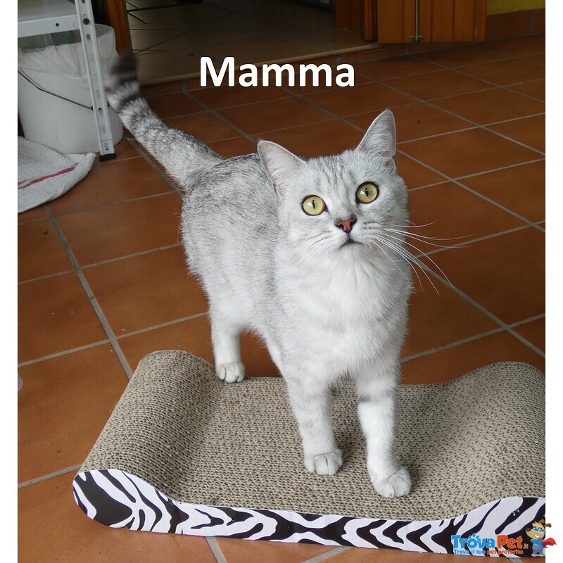 Cuccioli British Shorthair - Foto n. 2