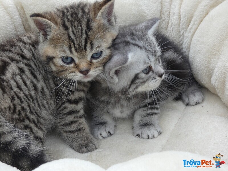 Cuccioli British Shorthair - Foto n. 1