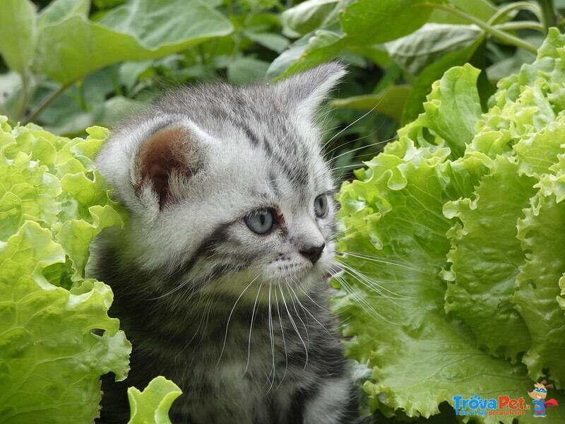 Cuccioli British Shorthair - Foto n. 4