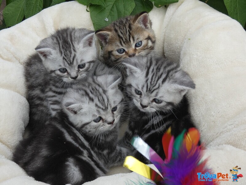 Cuccioli British Shorthair - Foto n. 5