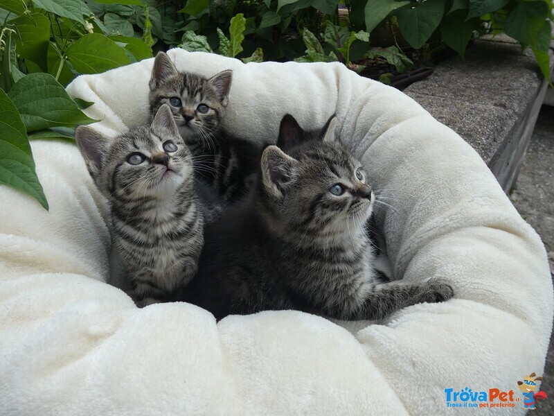 Cuccioli British Shorthair - Foto n. 2