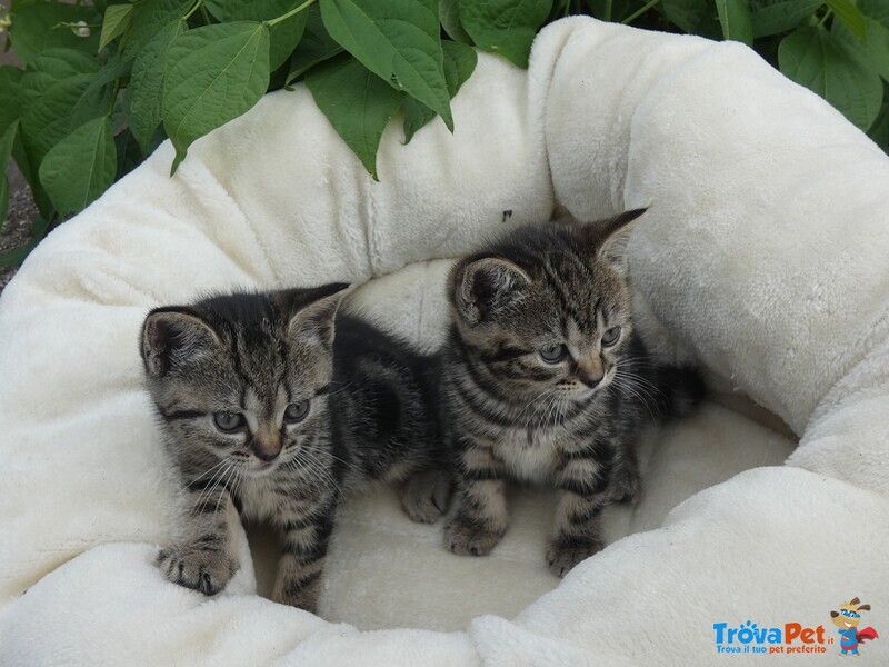 Cuccioli British Shorthair - Foto n. 1