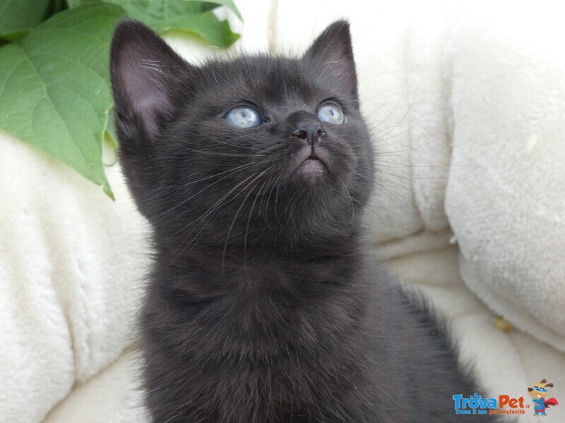 Cuccioli British Shorthair - Foto n. 5