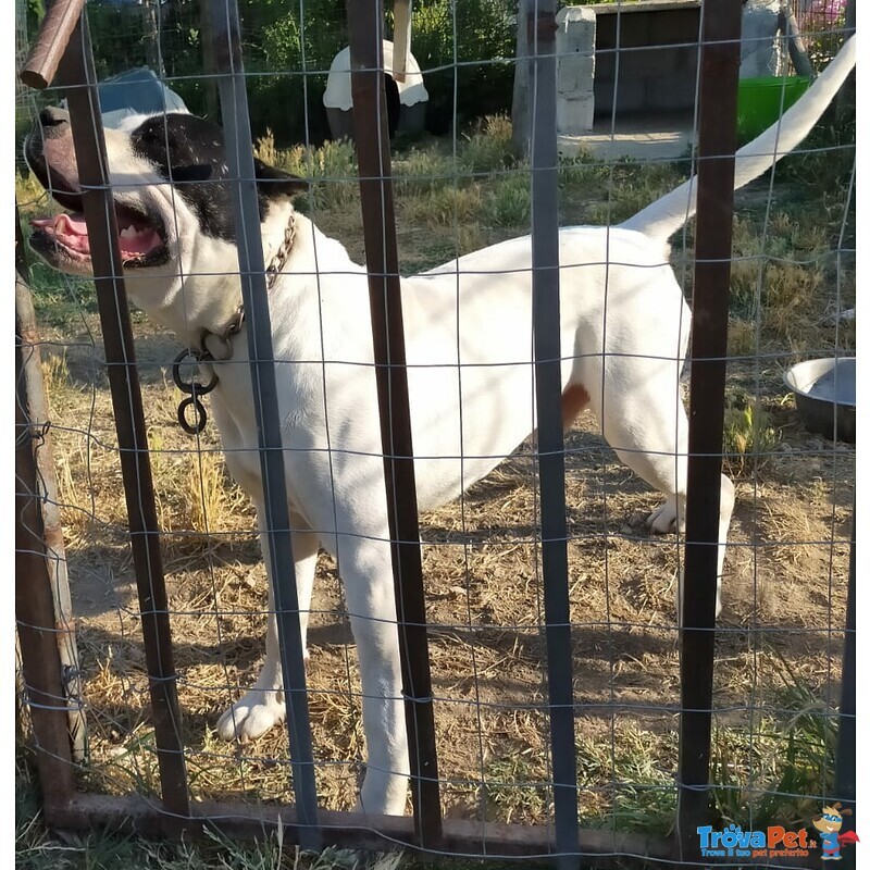 Cuccioli di Amstaff - Foto n. 5