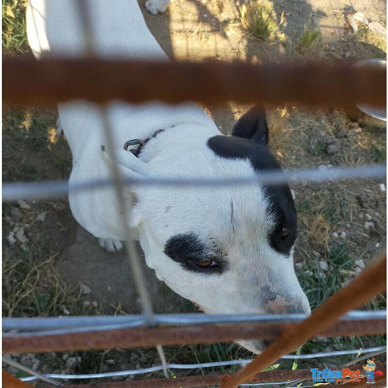 Cuccioli di Amstaff - Foto n. 7