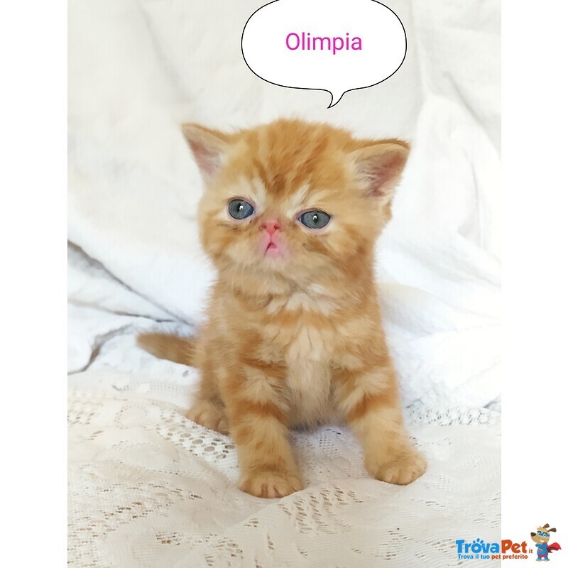 Gattini Exotic Shorthair red Tabby Blotched - Foto n. 2