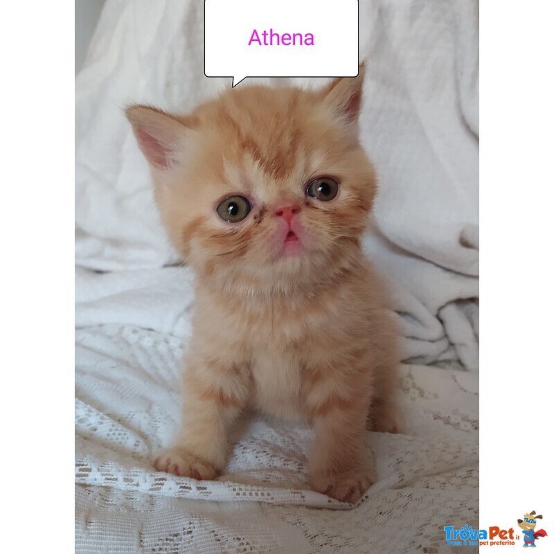 Gattini Exotic Shorthair red Tabby Blotched - Foto n. 3