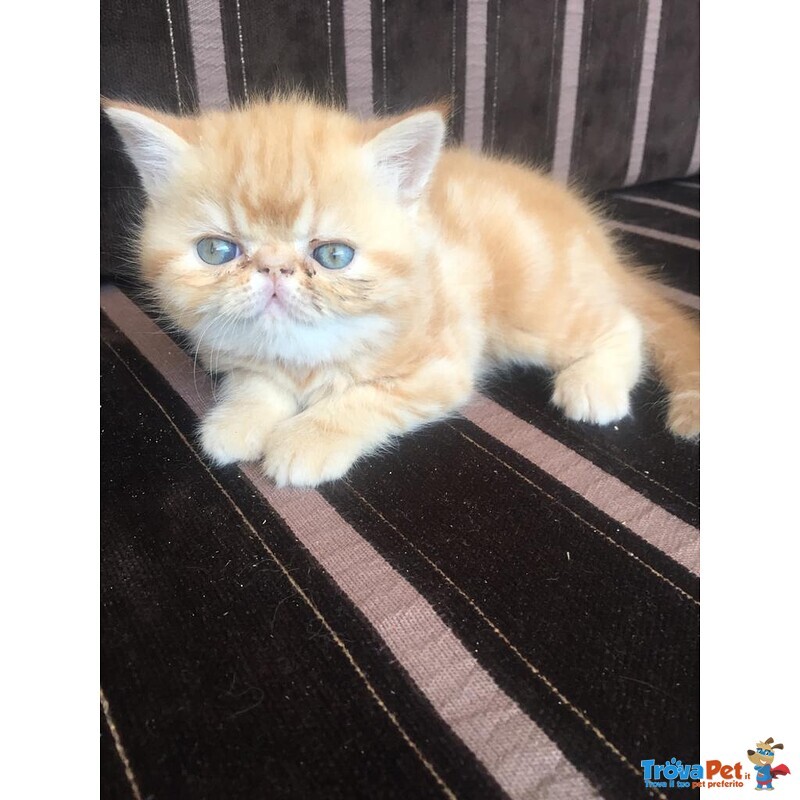 Gattini Exotic Shorthair red Tabby Blotched - Foto n. 5