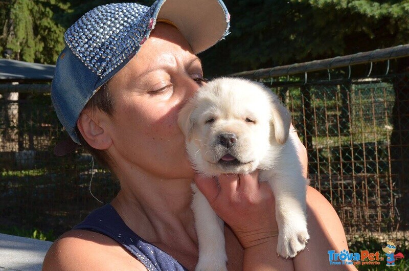 Cucciolo Labrador con Pedigree - Allevamento Labrador Expo - Foto n. 5