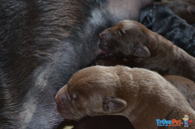 Cucciolo Labrador con Pedigree - Allevamento Labrador Expo - Foto n. 6