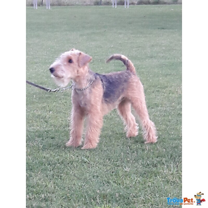 Lakeland Terrier - Foto n. 3