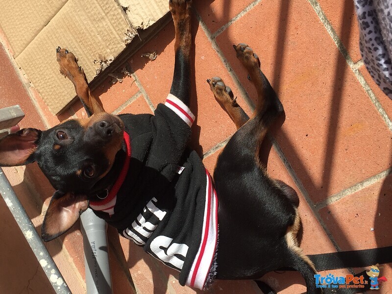 Cerco Pinscher Femmina per Accoppiamento - Foto n. 1