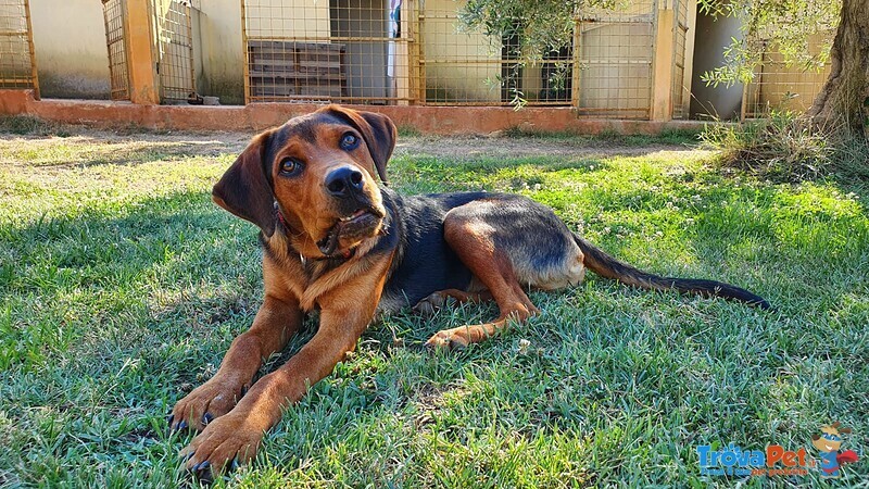 Thor, Cucciolone Delle 7 Meraviglie in Adozione - Foto n. 5