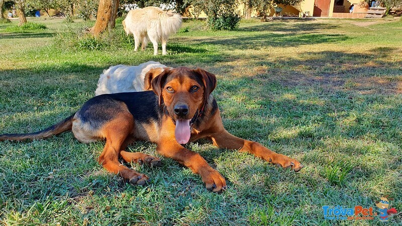 Thor, Cucciolone Delle 7 Meraviglie in Adozione - Foto n. 6