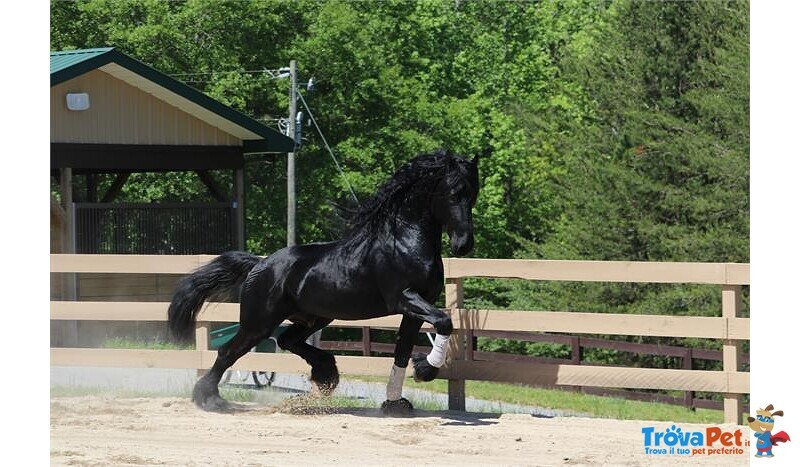 Vendita Cavalo Frisone Stallone per Voi - Foto n. 1