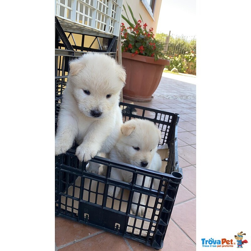 Vendesi Cucciolo di chow chow Maschio - Foto n. 2