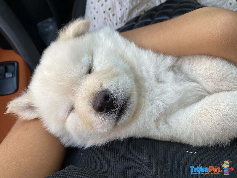 Vendesi Cucciolo di chow chow Maschio - Foto n. 1