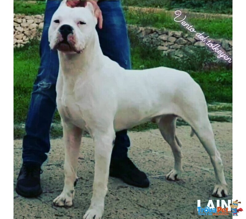 Cuccioli di dogo Argentino - Foto n. 1