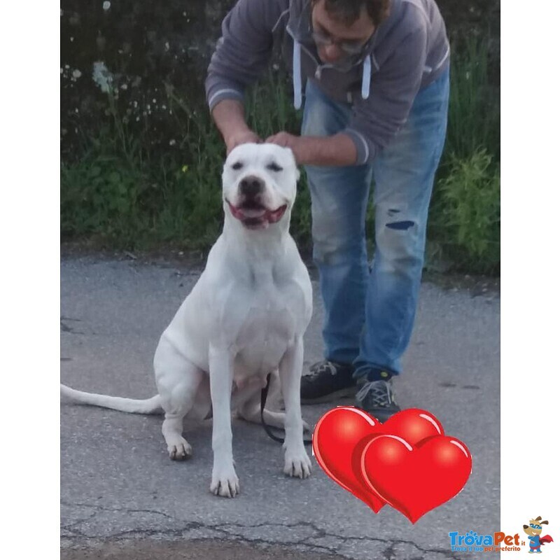 Cuccioli di dogo Argentino - Foto n. 2