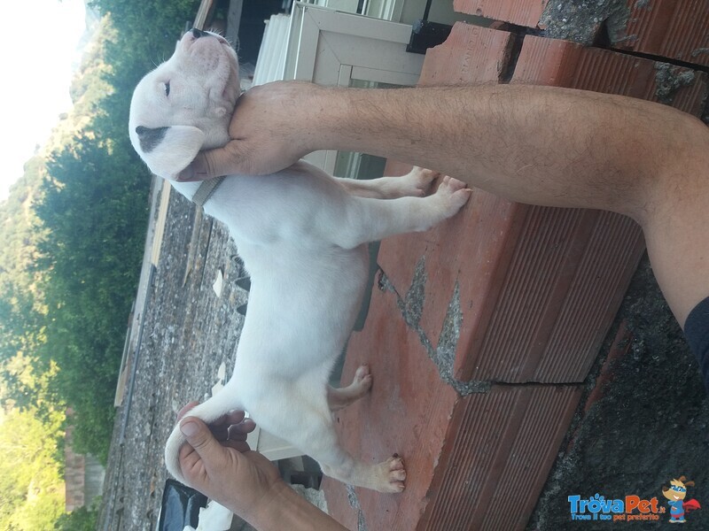 Cuccioli di dogo Argentino - Foto n. 4