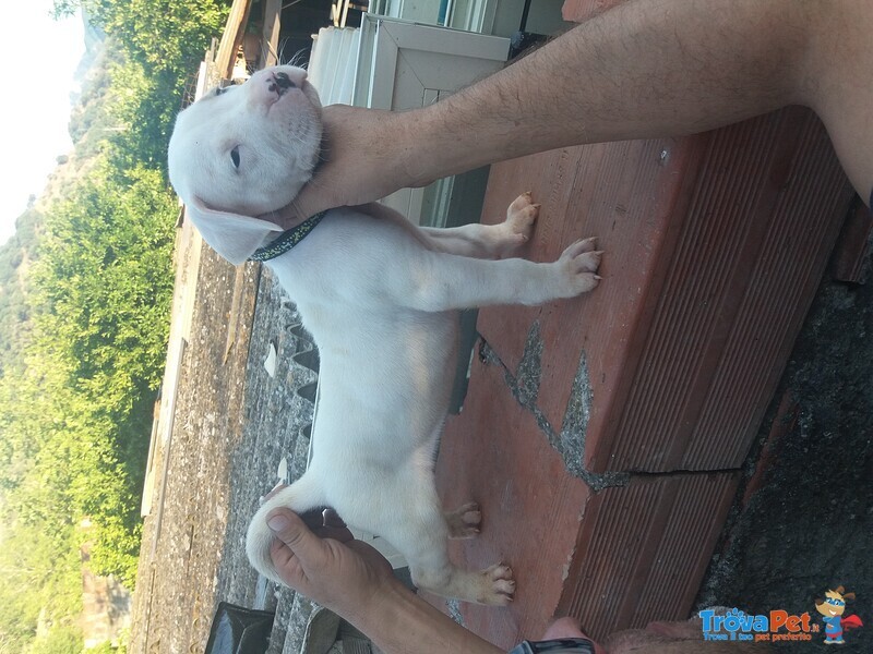 Cuccioli di dogo Argentino - Foto n. 5