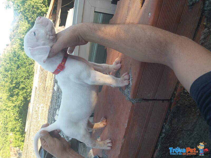 Cuccioli di dogo Argentino - Foto n. 6