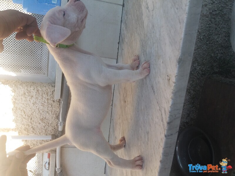 Cuccioli di dogo Argentino - Foto n. 7