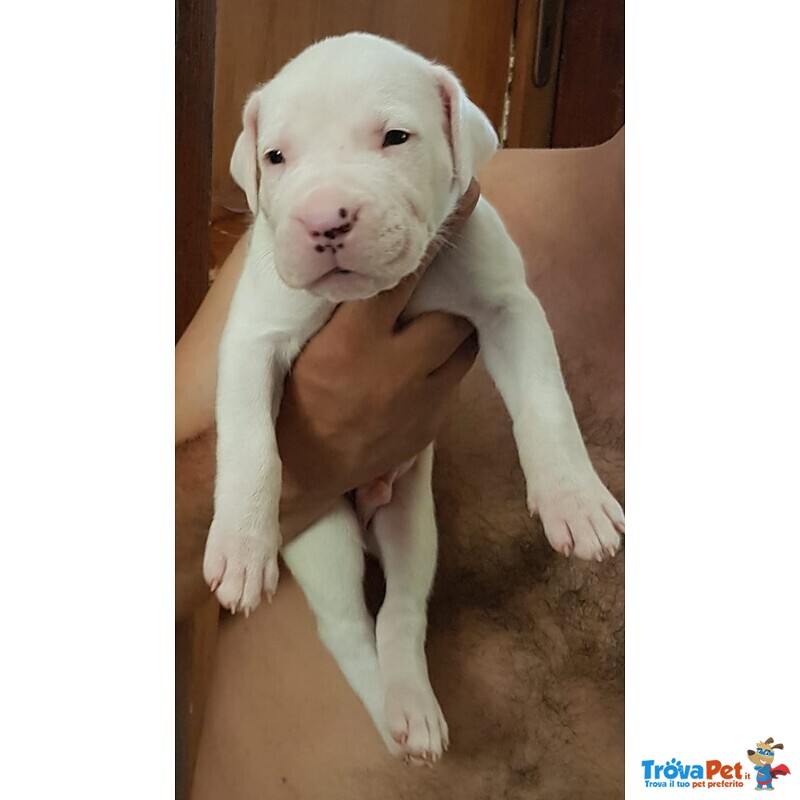 Cuccioli di dogo Argentino - Foto n. 8