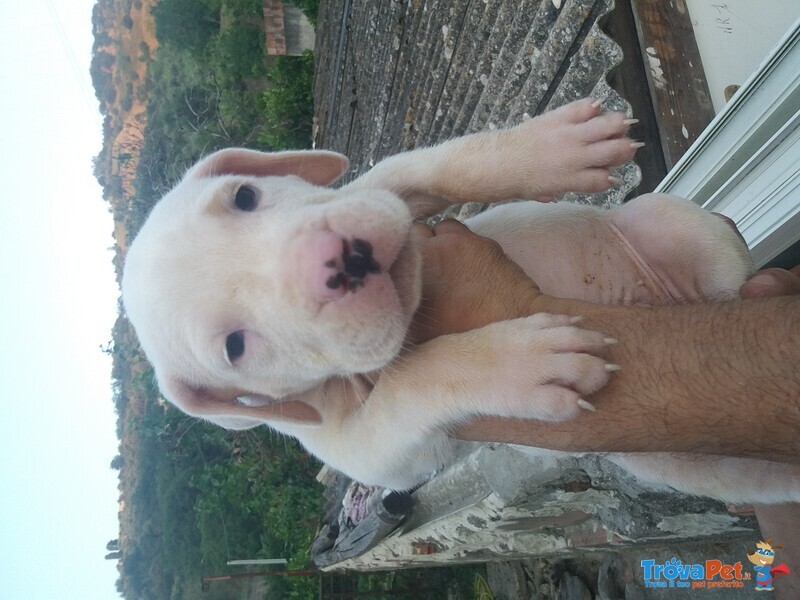 Cuccioli di dogo Argentino - Foto n. 9