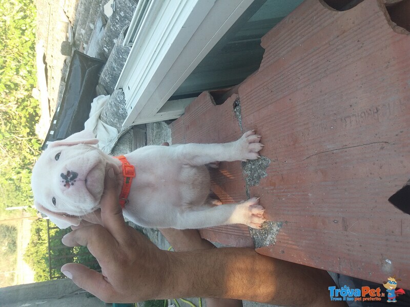 Cuccioli di dogo Argentino - Foto n. 10