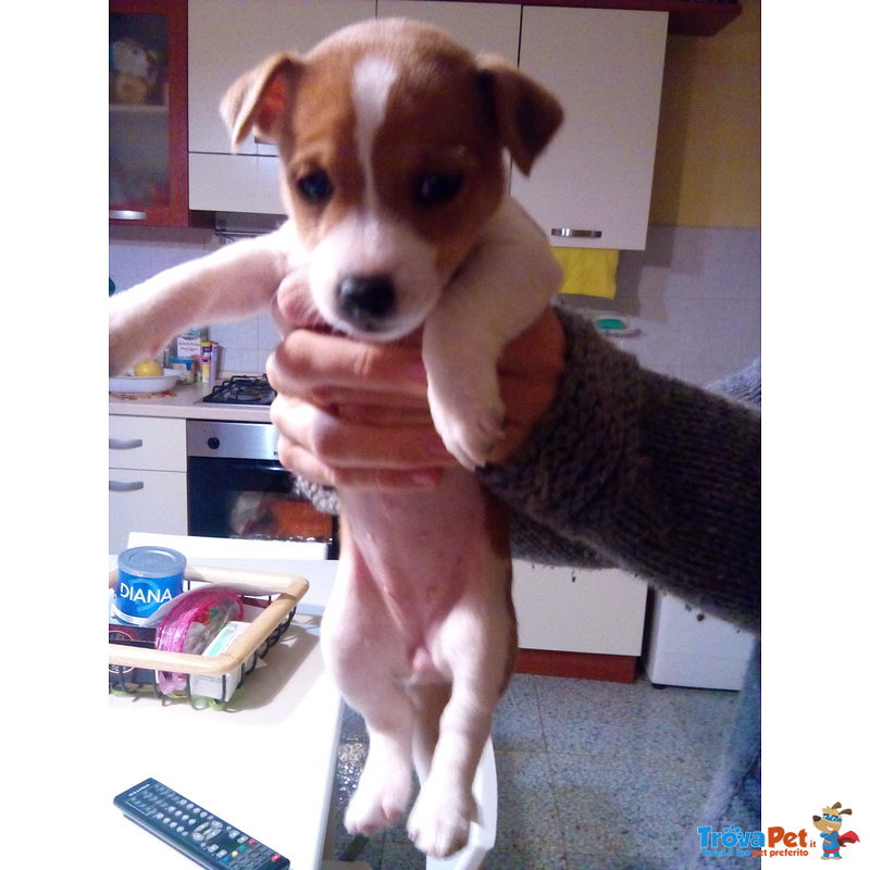 Disponibile Cucciola di jack Russell Terrier - Foto n. 1