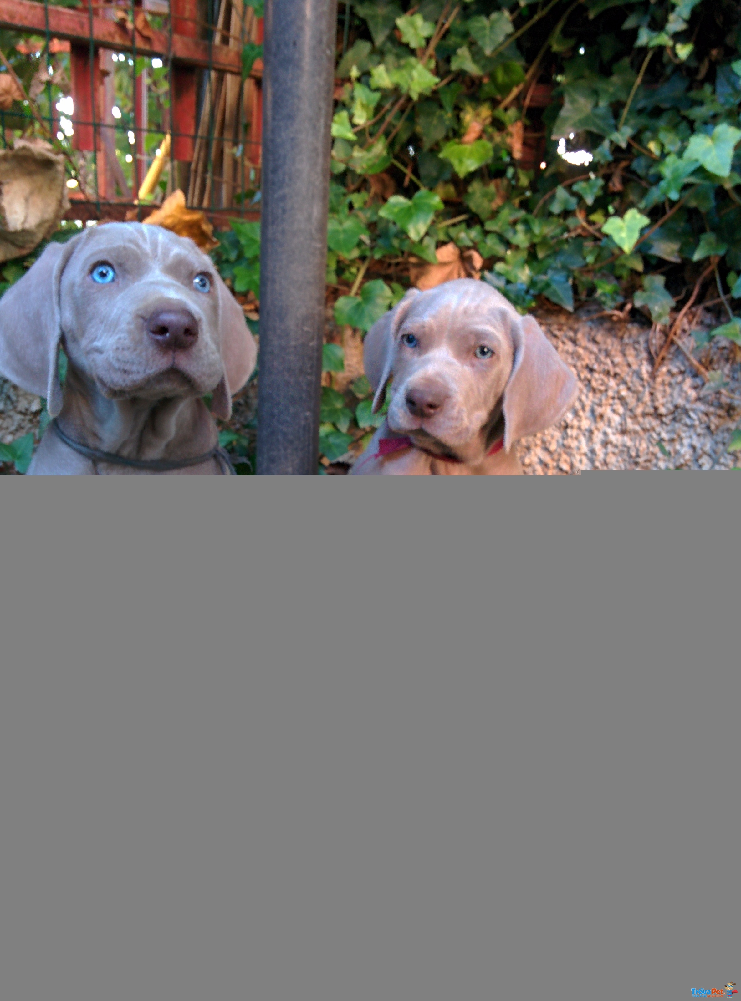 Cucciolo Weimaraner - Foto n. 1