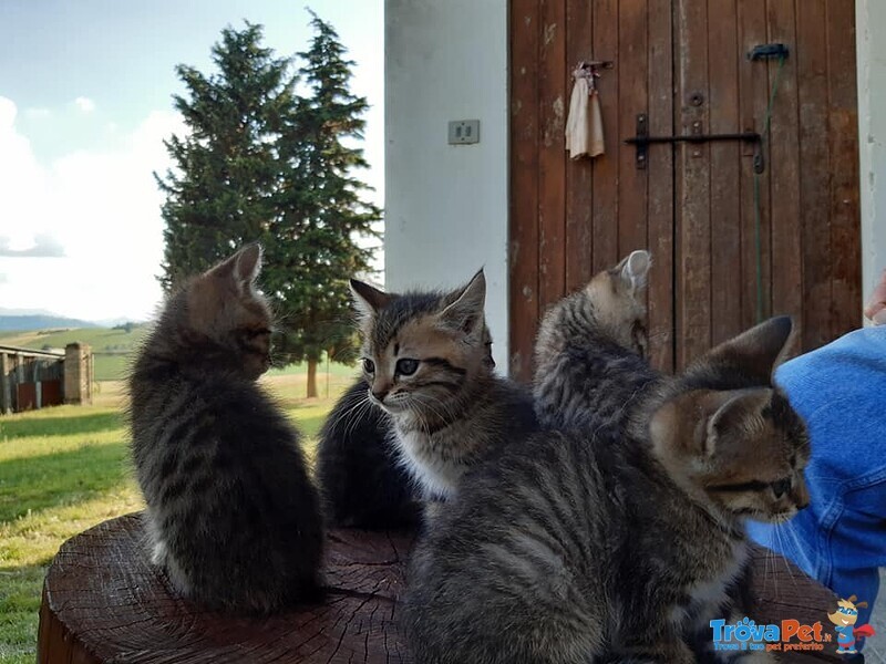 Gattini Tigrati Cercano Casa! - Foto n. 2