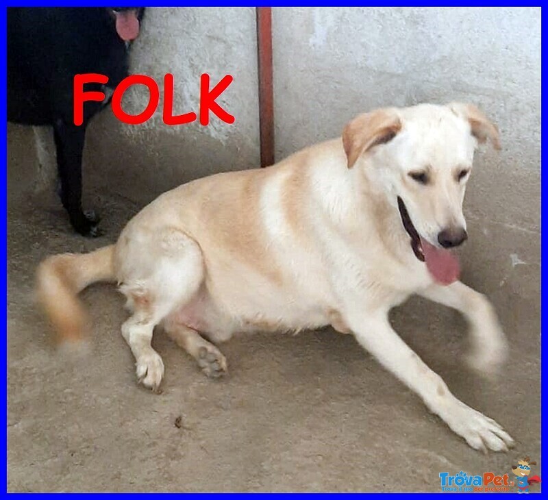 Folk Cucciolone 1 anno e Mezzo Simil Labrador un dono per chi lo Adotterà - Foto n. 1