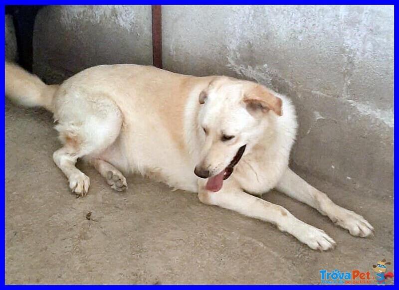 Folk Cucciolone 1 anno e Mezzo Simil Labrador un dono per chi lo Adotterà - Foto n. 2