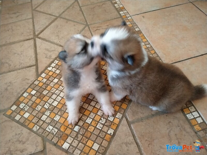 Vendo tre Bellissimi Cuccioli di Akita Inu - Foto n. 5