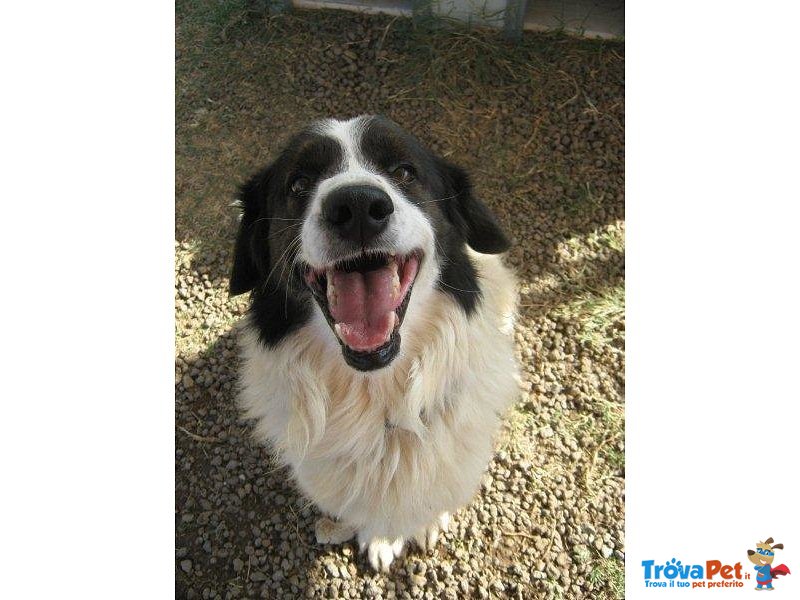 Aramis....6 anni e non Sentirli...simil Border Collie!!! - Foto n. 1