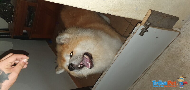 Vendo tre Bellissimi Cuccioli di Akita Inu - Foto n. 9