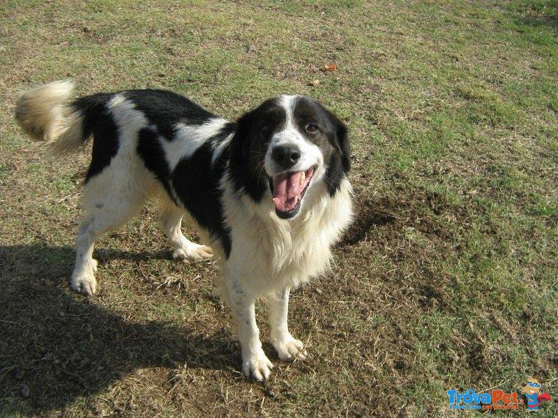 Aramis....6 anni e non Sentirli...simil Border Collie!!! - Foto n. 3