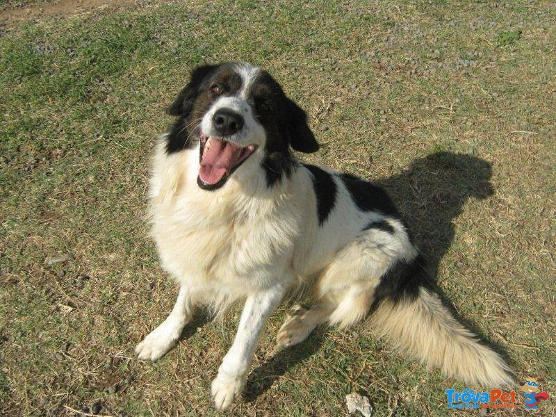 Aramis....6 anni e non Sentirli...simil Border Collie!!! - Foto n. 4