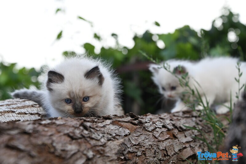 Ragdoll Cuccioli Gattini - Foto n. 4