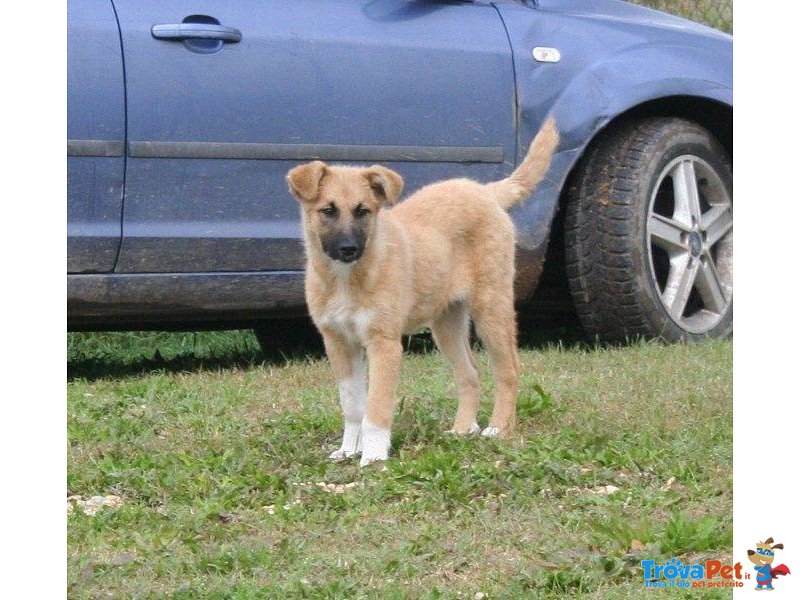 Linda una Cucciola Esplosiva!!!! - Foto n. 1