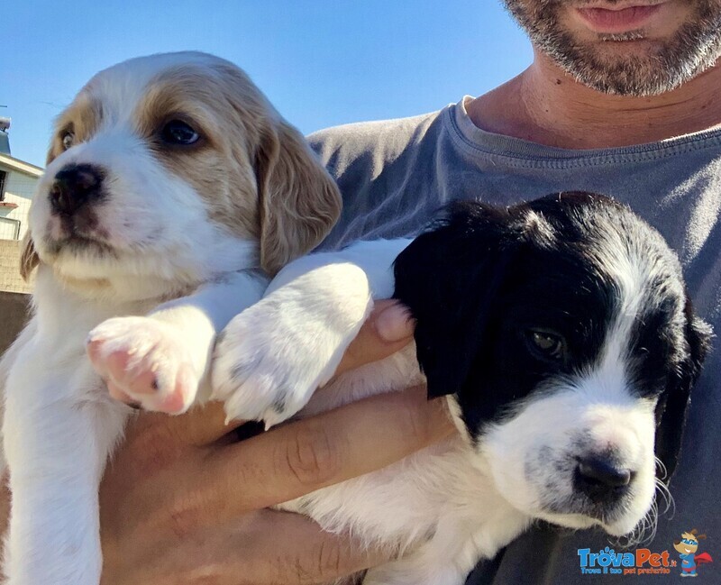 Cuccioli Breton Epagneul - Foto n. 3