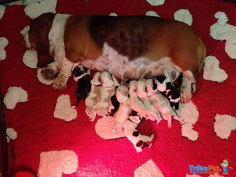 Cuccioli di Basset Hound a Lessolo (to) - Foto n. 1