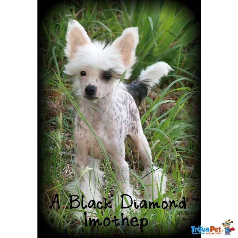 Cucciolo di Chinese Crested Dog - Foto n. 2