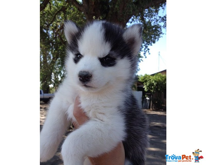 Cuccioli di Husky Siberiano - Foto n. 1