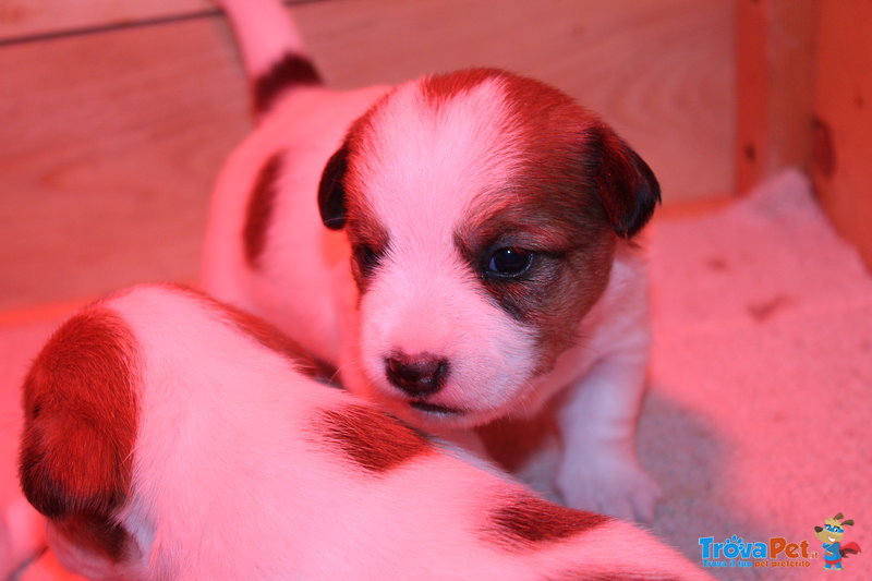 Cuccioli di jack Russell Terrier con Pedigree - Foto n. 1