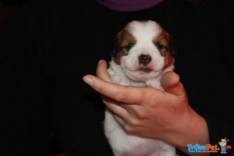 Cuccioli di jack Russell Terrier con Pedigree - Foto n. 3