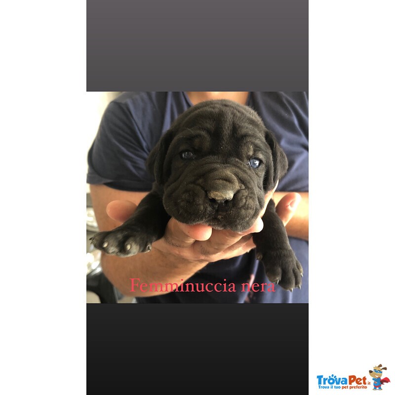 Cuccioli cane Corso Italiano - Foto n. 1